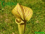MK H194 Kapturnica Sarracenia x ‘Hugh Jampton’