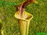 MK H194 Kapturnica Sarracenia x ‘Hugh Jampton’