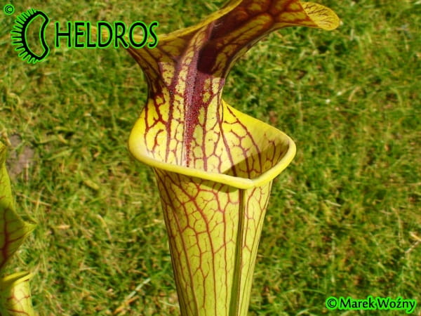 MK H194 Kapturnica Sarracenia x ‘Hugh Jampton’