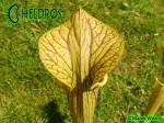 MK H194 Kapturnica Sarracenia x ‘Hugh Jampton’