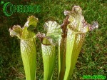 Kapturnica MK H1 Sarracenia x "God’s Gift"