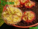 Drosera BURMANNII large green form 01.JPG