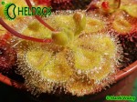 Drosera BURMANNII large green form 02.JPG