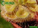 Drosera BURMANNII large green form 03.JPG