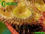 Drosera BURMANNII large green form 04.JPG