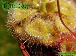 Drosera BURMANNII large green form 05.JPG