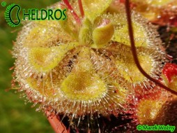 Drosera BURMANNII Large Green Form - 20 seeds