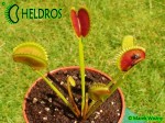 Muchołówka Dionaea DRACULA Fake