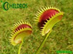 Muchołówka Dionaea DRACULA Fake
