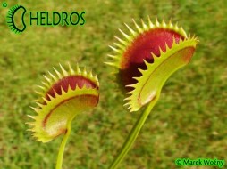 Dionaea Muscipula DRACULA Fake