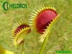 Muchołówka Dionaea DRACULA Fake