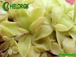 Tłustosz Pinguicula 'Pirouette'