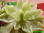 Tłustosz Pinguicula 'Pirouette'