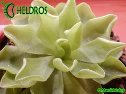 Pinguicula  'PIROUETTE'