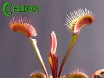 Dionaea Muscipula Muchołówka AKAI RYU - RED DRAGON