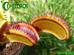 Muchołówka Dionaea Muscipula SANDOKAN