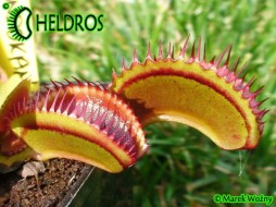Dionaea Muscipula SANDOKAN