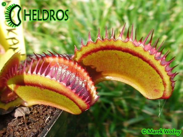 Muchołówka Dionaea Muscipula SANDOKAN