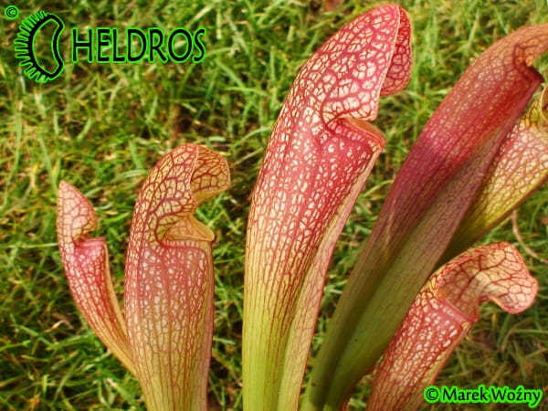 Kapturnica MK H127 Sarracenia x 'Jenny Helen'