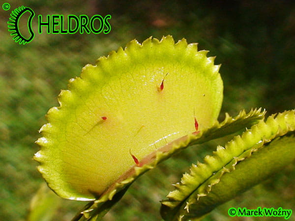 Dionaea AF1 Killer Queen