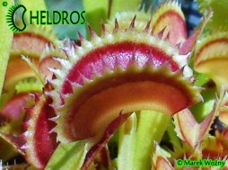 Dionaea DRACULA - 10 seeds
