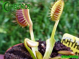 Dionaea KAYAN - 20 seeds