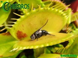 Dionaea PATCHES - 20 seeds
