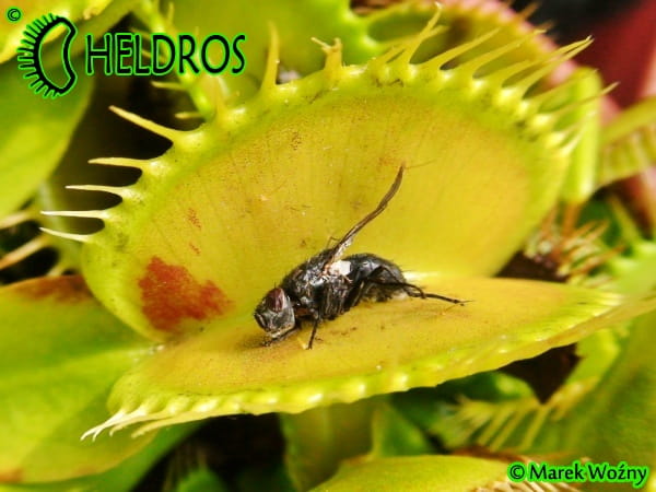 Muchołówka Dionaea muchołówka Patches