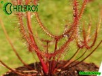 Rosiczka Drosera BINATA