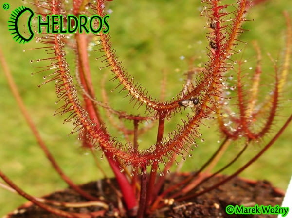 Rosiczka Drosera BINATA