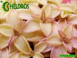 Pinguicula 'SEDUCTORA'