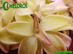 Tłustosz Pinguicula SEDUCTORA