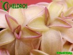 Tłustosz Pinguicula SEDUCTORA