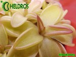 Tłustosz Pinguicula SEDUCTORA