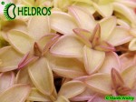 Tłustosz Pinguicula SEDUCTORA