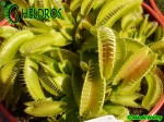 Muchołówka Dionaea Muscipula ALIEN
