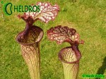 MK H138 Sarracenia x "Crimson Queen" (leucophylla x oreophila) Norman Parker 2004