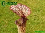 MK H138 Sarracenia x "Crimson Queen" (leucophylla x oreophila) Norman Parker 2004