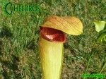 MK H126 Sarracenia x Dino Almacolle rubra subsp. jonesii x minor var. okefenokeensis Furio Ersetti, 2004