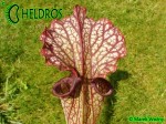 MK H138 Sarracenia x "Crimson Queen" (leucophylla x oreophila) Norman Parker 2004