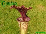 MK H138 Sarracenia x "Crimson Queen" (leucophylla x oreophila) Norman Parker 2004