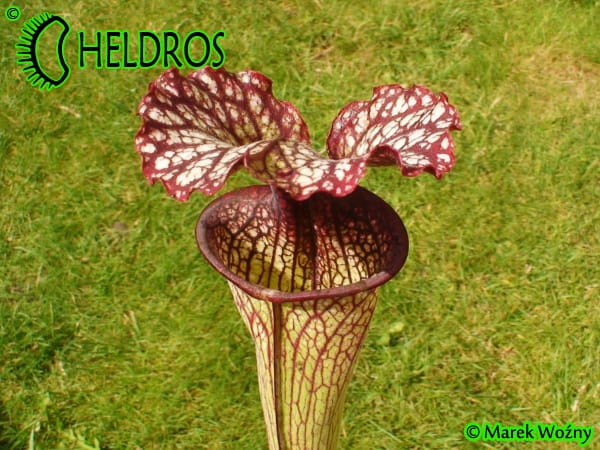 MK H138 Sarracenia x "Crimson Queen" (leucophylla x oreophila) Norman Parker 2004