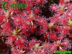 Drosera ROSEANA - 15 gemmae