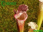 Sarracenia Leucophylla Avalon Beaches MK L5B