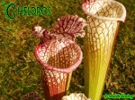 Sarracenia Leucophylla Avalon Beaches MK L5B
