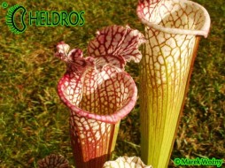 MK L5B Sarracenia Leucophylla Avalon Beaches