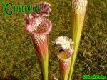 Sarracenia Leucophylla Avalon Beaches MK L5B