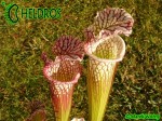 Sarracenia Leucophylla Avalon Beaches MK L5B