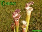 Sarracenia Leucophylla Avalon Beaches MK L5B
