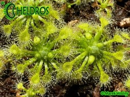Drosera LEUCOSTIGMA﻿ ﻿all green form - 15 Gemmae